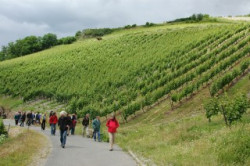 Mit einem Besuch des Weinbergflorareservats Lorch/Rhein wurde die Exkursion abgeschlossen.