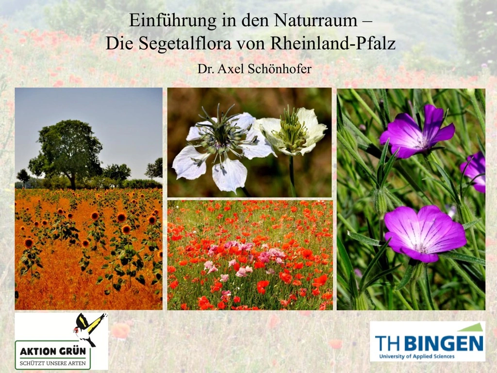 Titelseite: Einführung in den Naturraum – Die Segetalflora von Rheinland-Pfalz