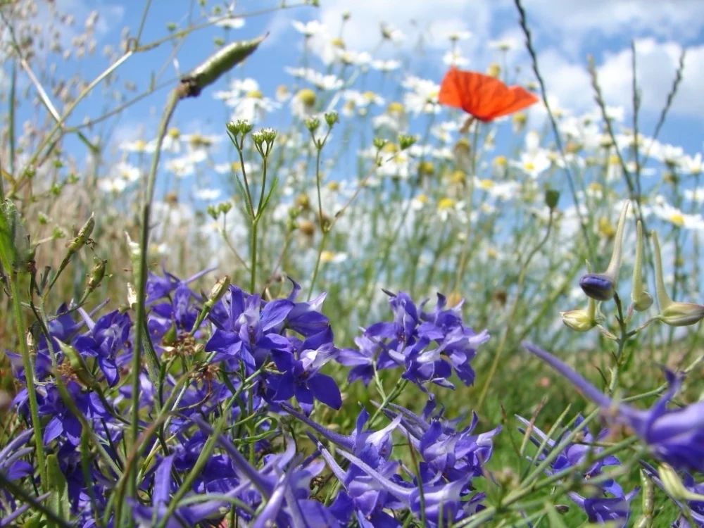 Artenreicher Schutzacker Wohlmuthausen mit blühendem Acker-Rittersporn, Gezähntem Feldsalat, Klatsch-Mohn und Echter Kamille